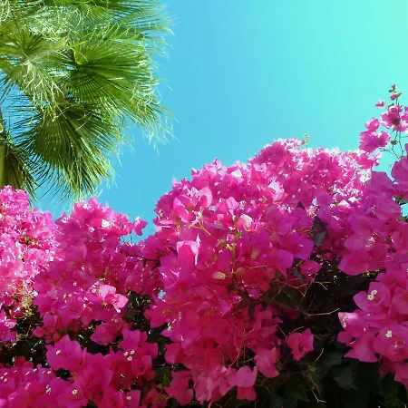 Bougainvillea 3* Kamari (Santorini)