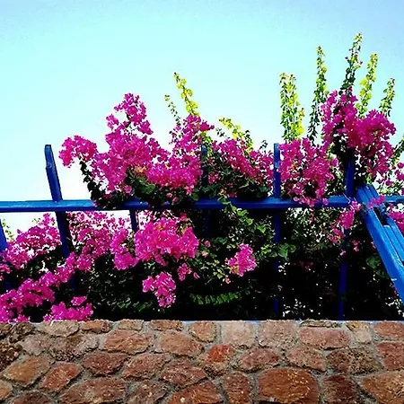 Bougainvillea 3*