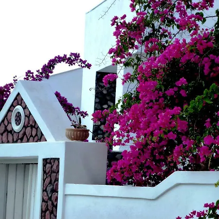 Bougainvillea