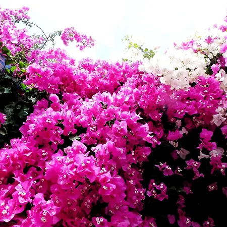 Hotel Bougainvillea 3*