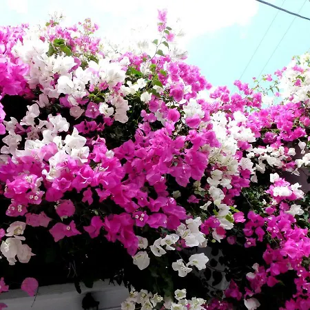 Bougainvillea Hotel Kamari (Santorini)